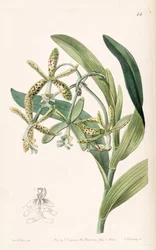 Epidendrum cristatum (sin. Epidendrum raniferum)